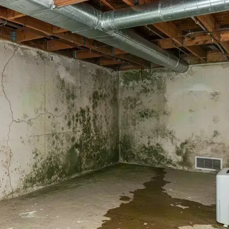 Professional Mold Removal in Longmont, CO